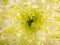 Soft closeup of white Chrysant flower petals with warm tint