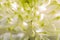 Soft closeup of white Chrysant flower petals with warm tint