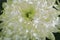 Soft closeup of white Chrysant flower petals with warm tint