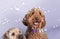 Soft-coated Wheaten Terrier and fluffy Labradoodle dogs with collar looking at soap bubbles