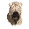 Soft coated wheaten terrier with long haired coat digital art. Closeup of watercolor portrait of pet with furry muzzle, hand drawn