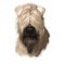Soft coated wheaten terrier with long haired coat digital art. Closeup of watercolor portrait of pet with furry muzzle, hand drawn
