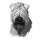 Soft coated wheaten terrier with long haired coat digital art. Closeup of watercolor portrait of pet with furry muzzle, hand drawn