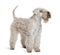 Soft-Coated Wheaten Terrier, standing