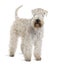 Soft-Coated Wheaten Terrier, standing