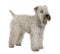 Soft-coated Wheaten Terrier, standing