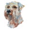 The soft-coated wheaten terrier watercolor hand painted dog port