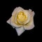 Soft color floral macro photo of a fresh yellow white rose blossom