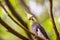 Soft color parrot portrait. Corella parrot