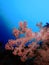 Soft coral