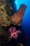 Soft coral and barrel sponge in moyo island