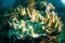 Soft coral bunaken sulawesi indonesia acropora sp. underwater