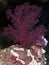 Soft coral Dendronephthya klunzingeri