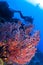 Soft Coral and a Diver in the Caribbean