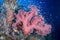 Soft coral with fish surrounding it