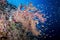 Soft coral with fish surrounding it