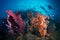 Soft coral with fish surrounding it