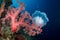 Soft coral with fish surrounding it and a jellyfish