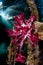 Soft Coral and Jetty in Raja Ampat