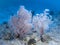 Soft coral with a pink trunk at the bottom of the Andaman sea. Resembling trees with red trunks covered with frost