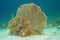Soft coral venus fan Gorgonia flabellum Caribbean