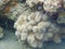 Soft Corals, Alcyonacea