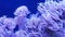 Soft corals in aquarium. Closeup Anthelia and Euphyllia corals in clean blue water. marine underwater life. Violet