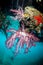 Soft Corals Grow Below Floating Dock in Raja Ampat