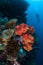 Soft Corals and Scuba Diver in Indonesia