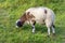 Soft and cuddly sheep grazing in the grass