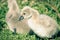 A soft cute Black Swan Cygnet