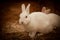 Soft cute curious portrait white rabbit.