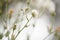 Soft dandelion field closeup on a natural foggy background