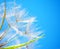 Soft dandelion flowers