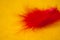 Soft defocused background red feather on yellow orange paper