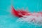 Soft defocused background white and red feathers on turquoise