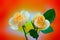 Soft and delicate pair of peach roses on abstract background