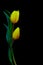 Soft and delicate pair of yellow tulips against dark background