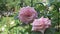 soft dust-pink roses blooming in garden. close up.