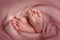 Soft feet of a newborn in a pink woolen blanket. toes, heels and feet of a baby.