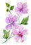 Soft floral illustration. Beautiful pink and purple lavatera flowers on a twig with green leaves isolated on white background.