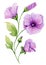 Soft floral illustration. Beautiful purple lavatera flowers on a twig with green leaves and closed buds isolated on white backgrou