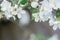 Soft flowers and buds of apple tree with beautiful bokeh