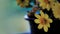 Soft flowers images, Singapore daisy flowers in black pot. Close up yellow flowers in blur background. High resolution banner,