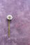 Soft fluffy dandelion on a purple background lay flat. Beautiful art image. Copy space