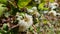 Soft fluffy flowers of Clematis plant closeup