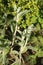 Soft, fluffy foliage on lambs` ears plant