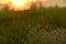 Soft fluffy plants on a background of the rising large, the setting sun