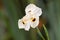 Soft focus of African iris, Fortnight lily, also called Dietes b