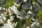 Soft focus Apple blossom or white apple tree flower on a tree br